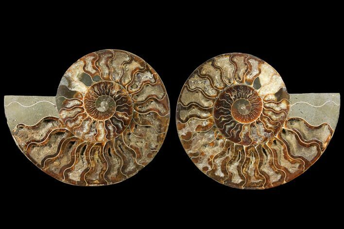 Agatized Ammonite Fossil - Deep Crystal Pockets #127249